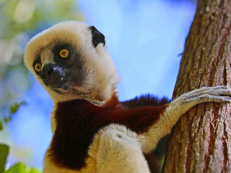 Madagaskar Sifaka Andisabe