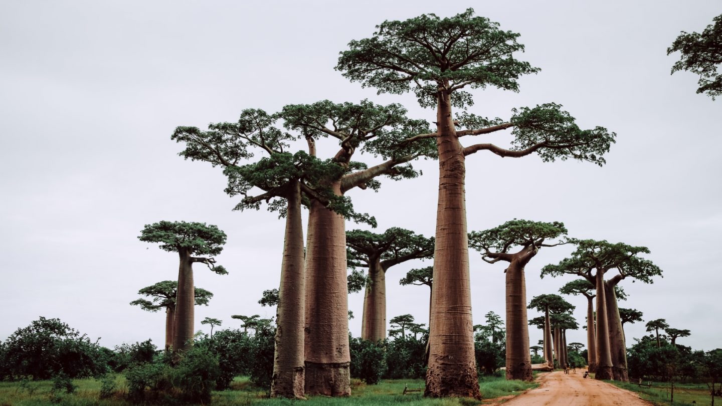 madagaskar rondreis madagaskar rondreis
