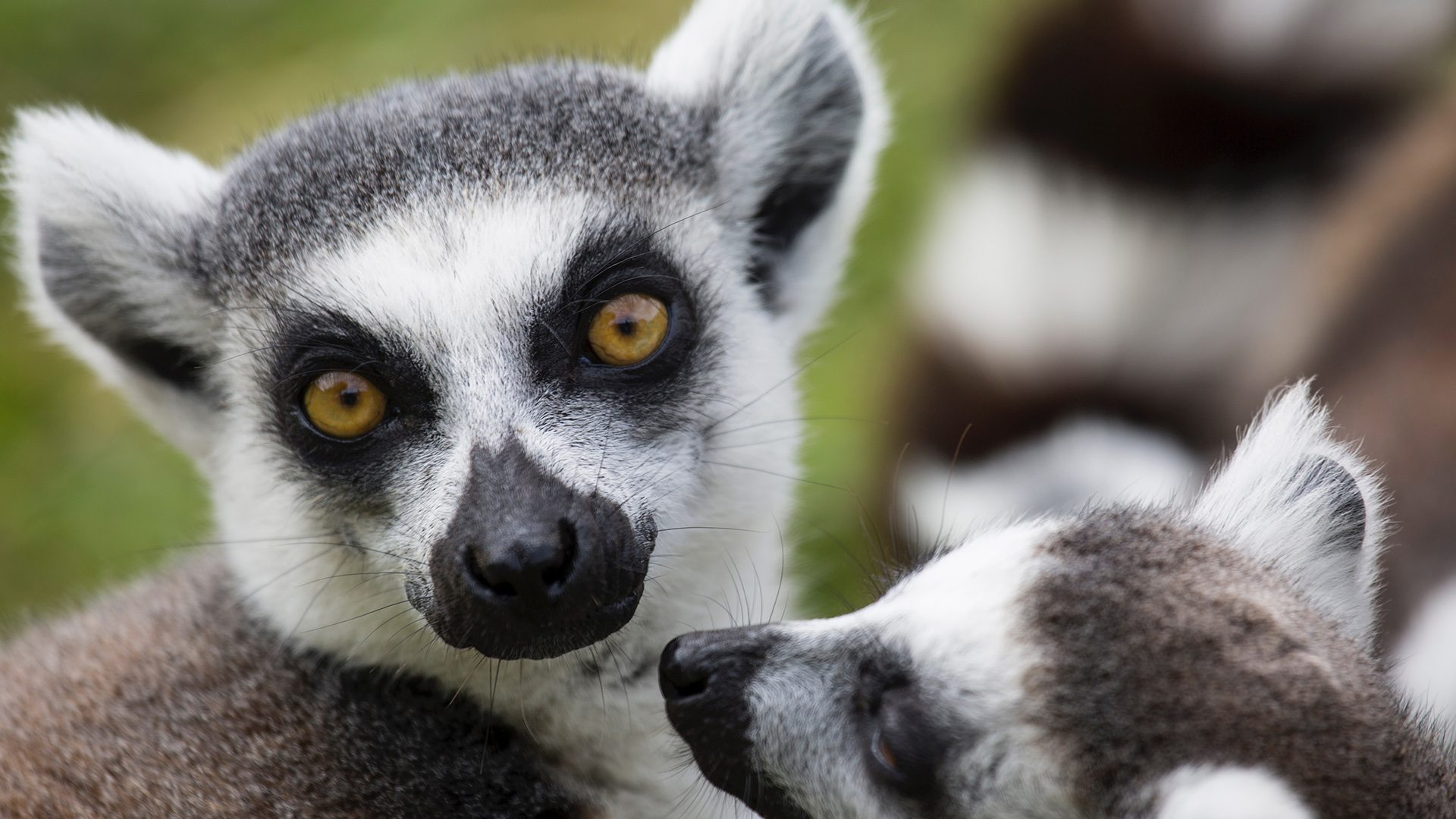 madagaskar maki