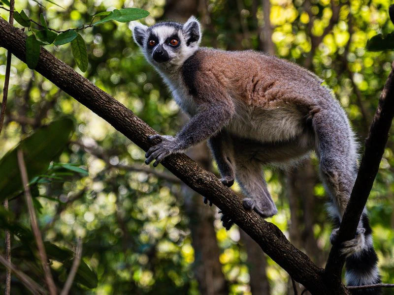 Madagascar Isalo (15)