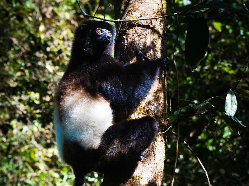 Madagascar Ranomafana (10)