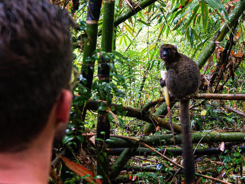 Madagascar Ranomafana (7)