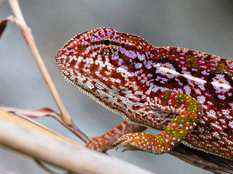 Madagascar Tsaranoro (6)