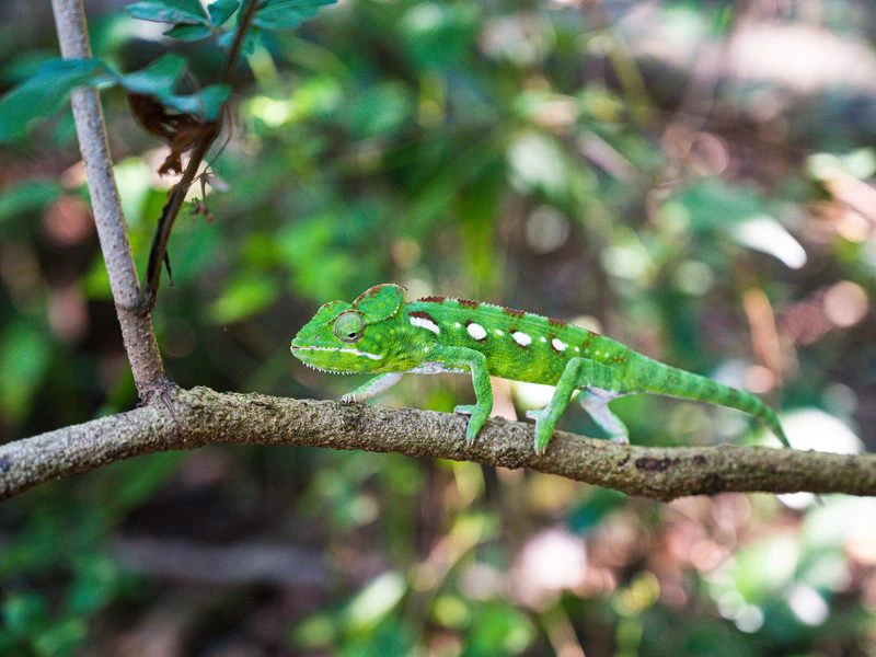 Madagascar Tsingy de Bemaraha (4)