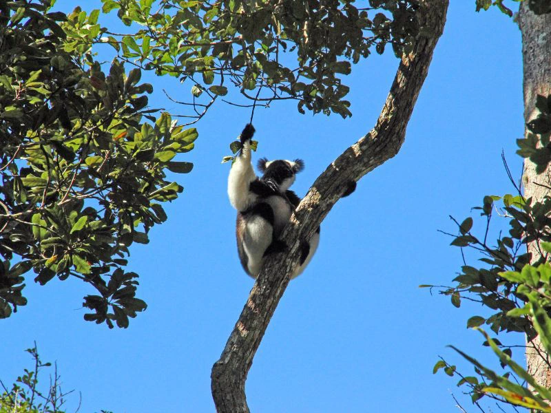 Madagascar maki