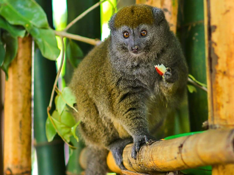 Madagascar bamboemaki