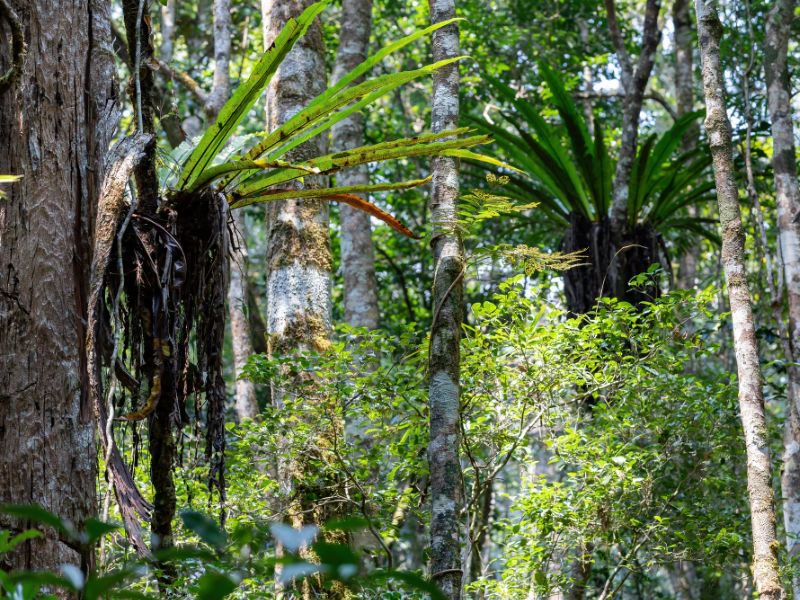 andasibe nationaal park 3