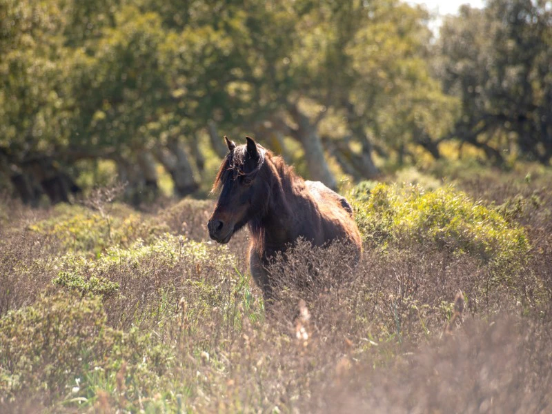 Italy Sardinia Giara National Park