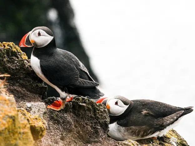 IJsland rondreis flora fauna