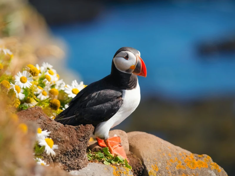Papagaaiduiker in IJsland