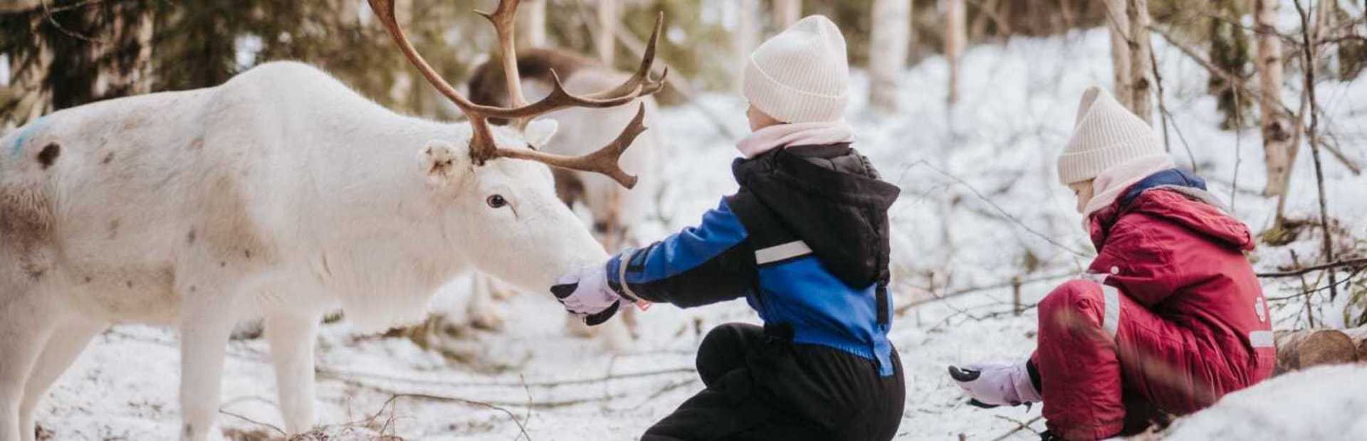Lapland met kinderen rendier