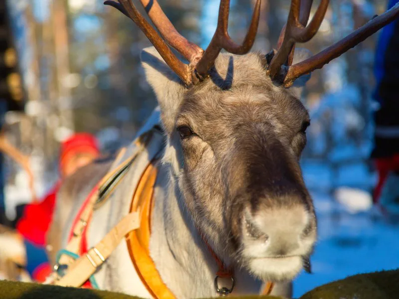 Close-up van een rendier met een harnas in een besneeuwd winterlandschap in Lapland.