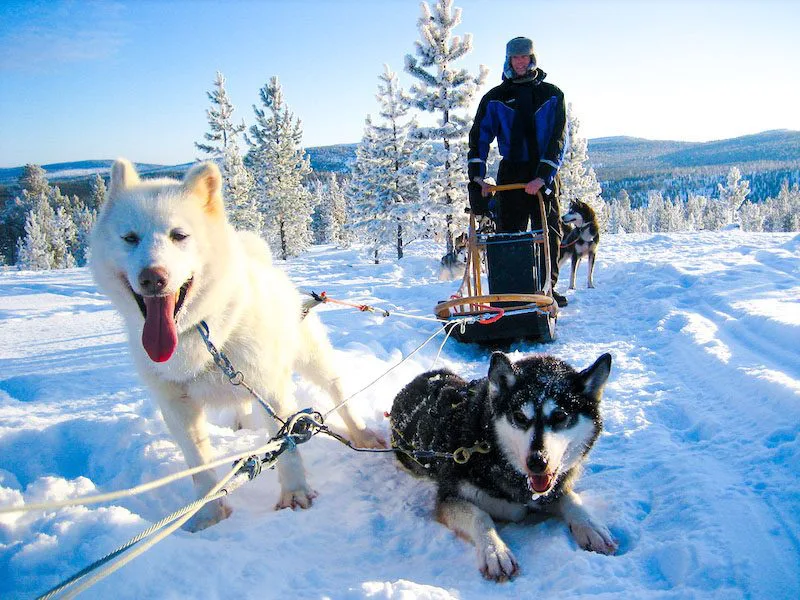 Rondreis Lapland husky's