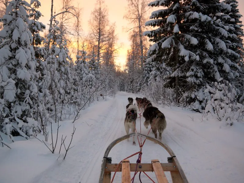 husky in zweeds lapland