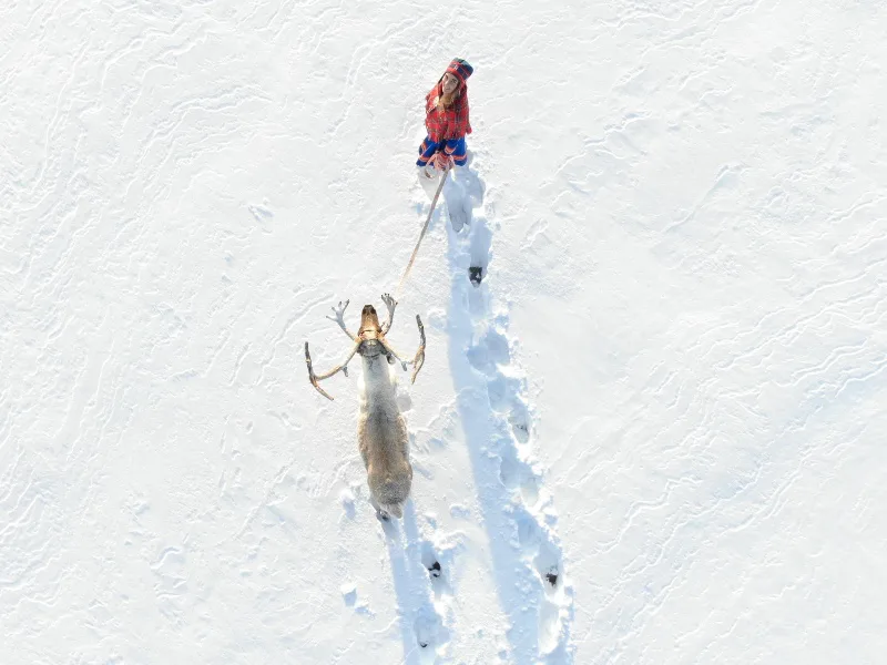 Lapland rondreis rendier