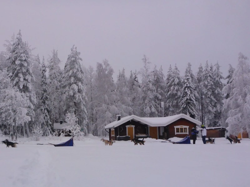 husky safari in lapland