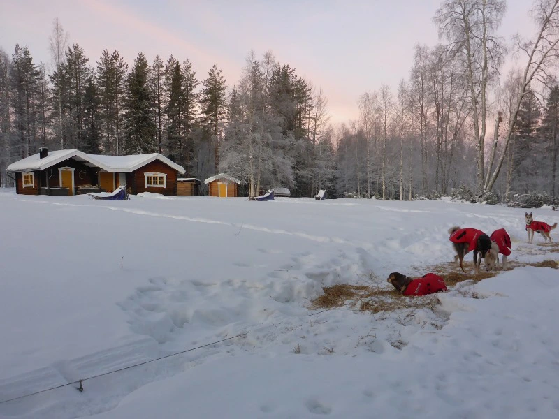 cabin husky safari in lapland