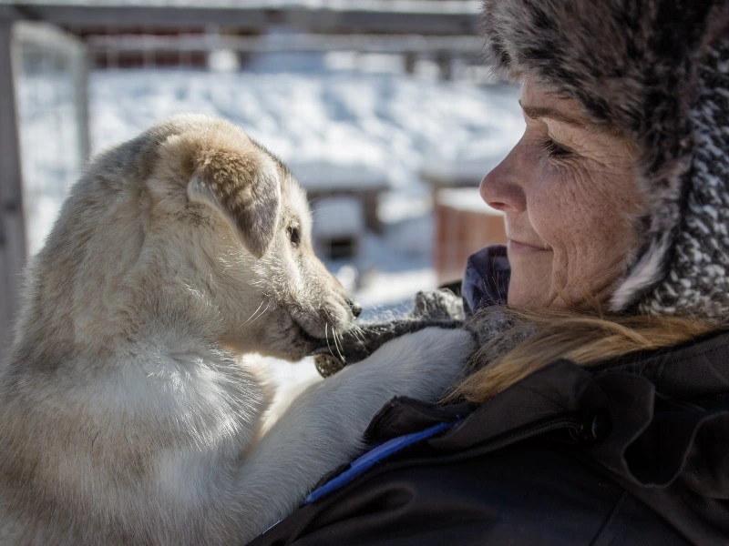 husky safari in lapland