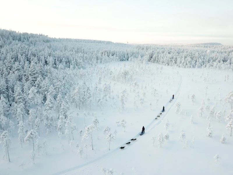 husky safari in lapland