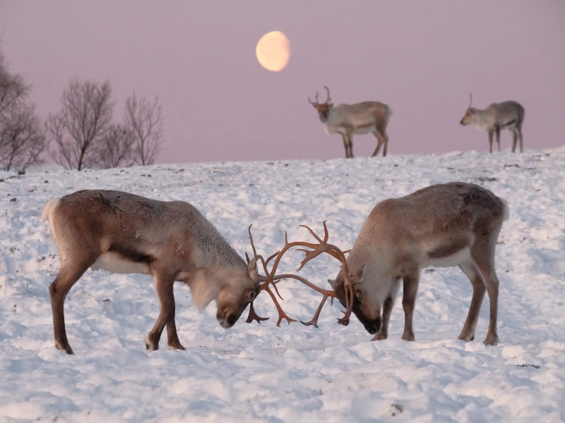 rendierne noorwegen
