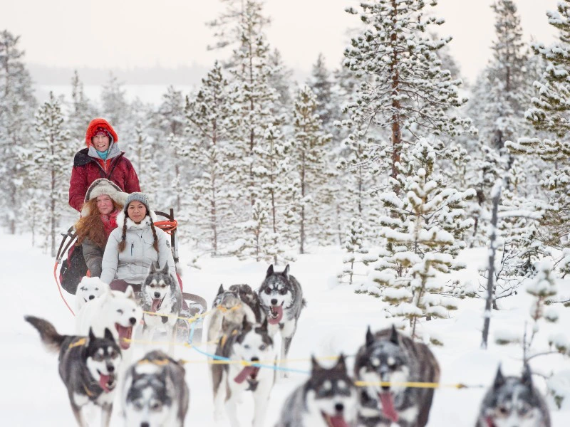 husky safari in lapland