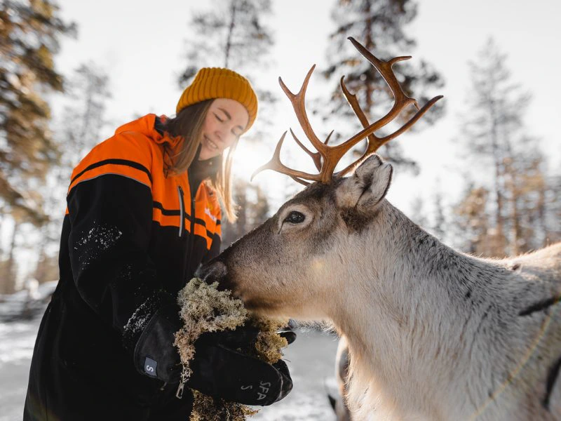 lapland rendierensafari
