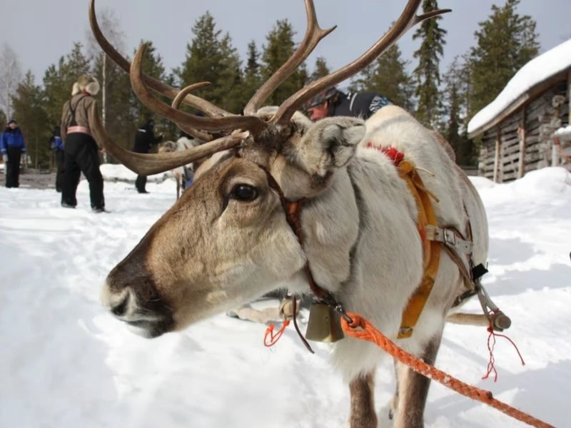 Rendier excursie lapland