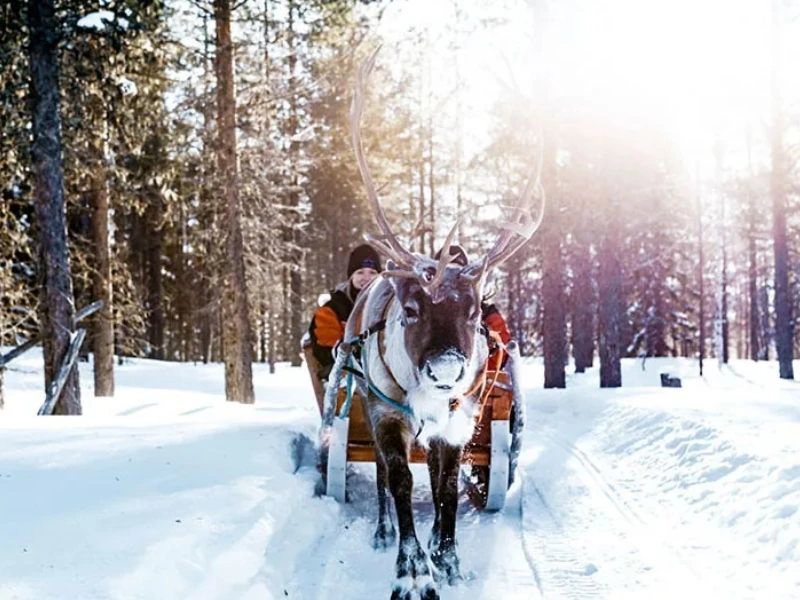 lapland rendier