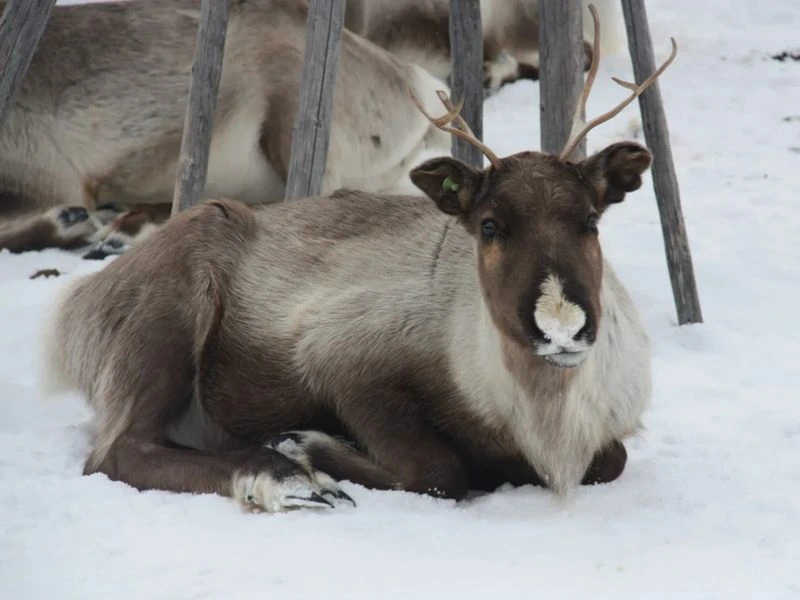 Rendier lapland