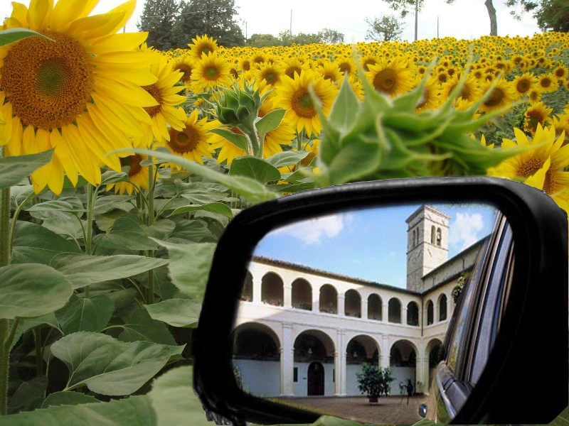 Zonnebloemen veld in Italie