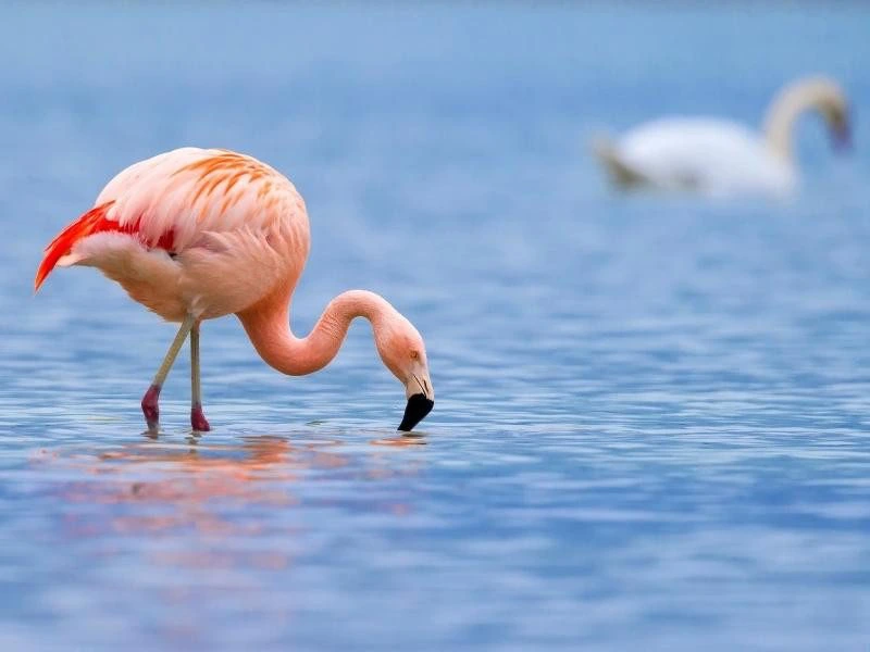Flamingo safari Sardinië