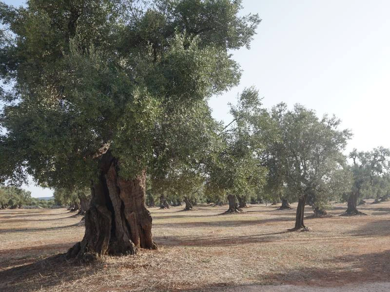 Olijfbomen Puglia
