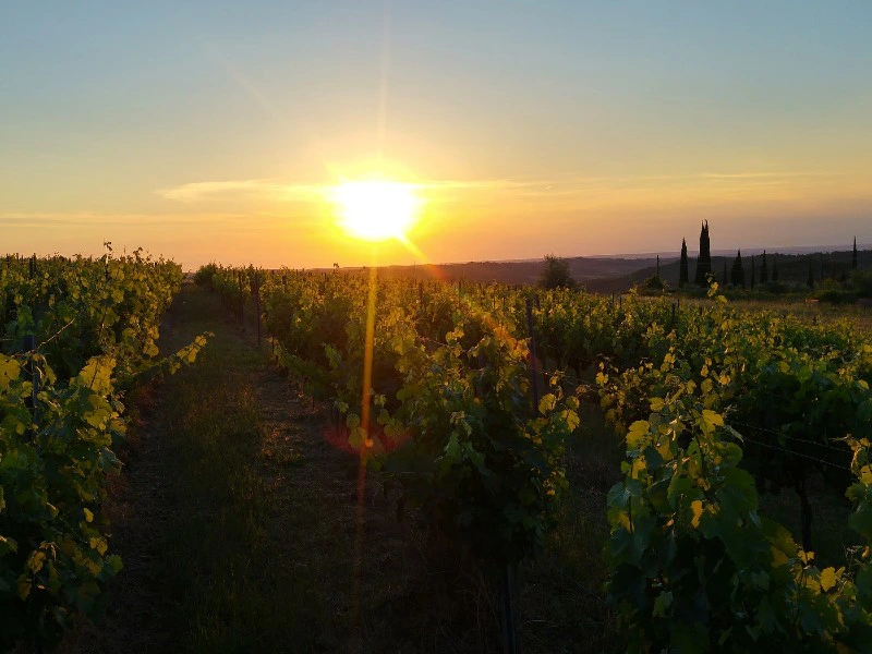 Zon Piemonte wijnvelden