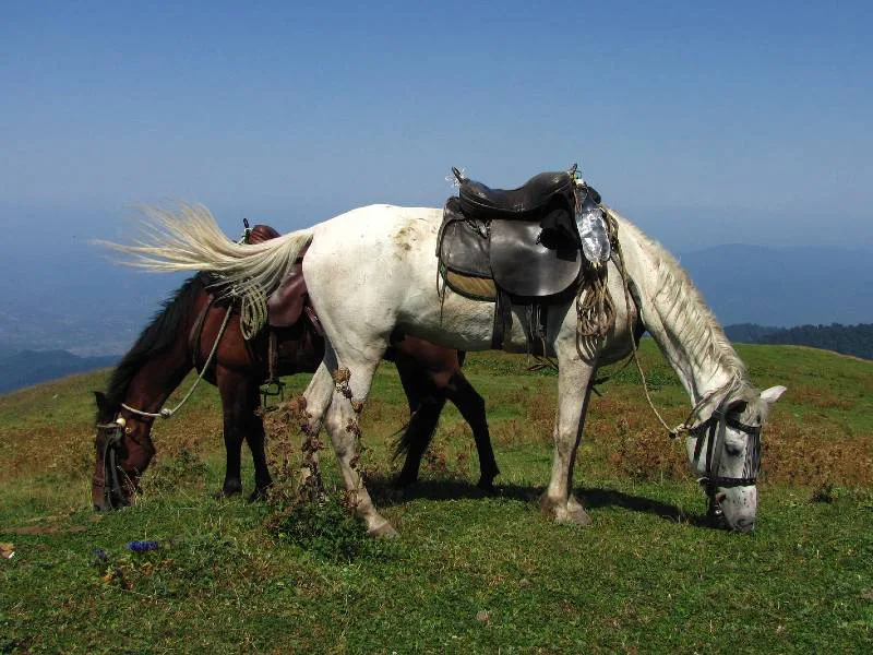 Activiteiten Georgie - het land per paard ontdekken