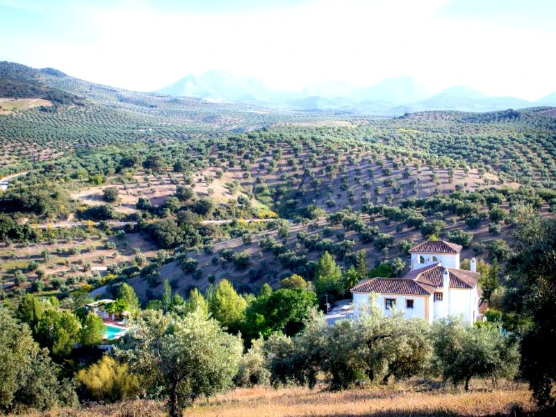 olijfvelden priego de cordoba