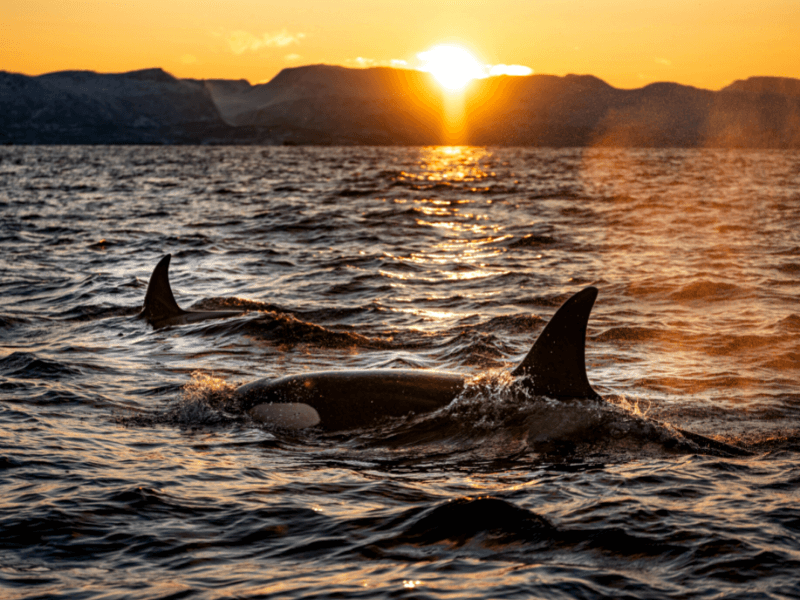 Orka's en dolfijnen spotten