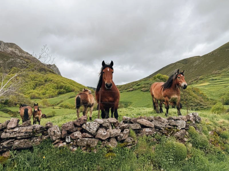 Paarden in een weiland in Spanje