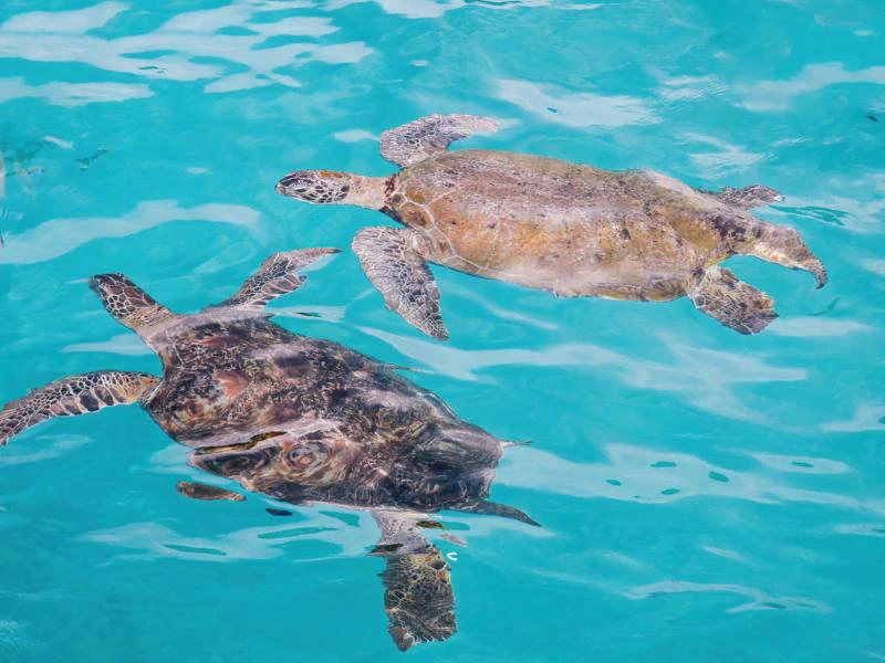 Turtle Bay Redang Maleisië