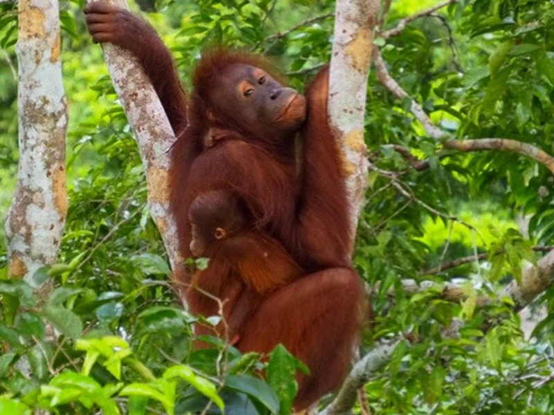 Borneo Orang Utans in boom bij Sepilok