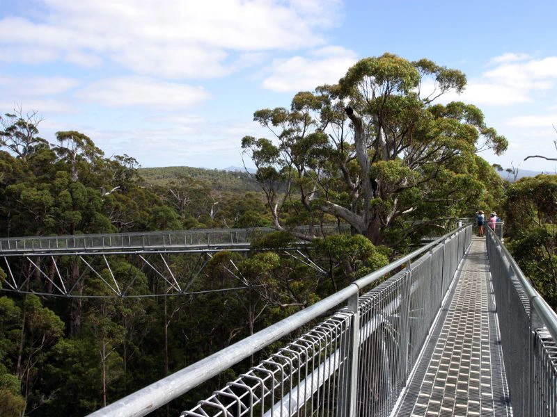 Treetop walk Singapore