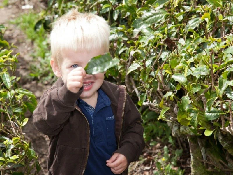 kind in Maleisie theeveld