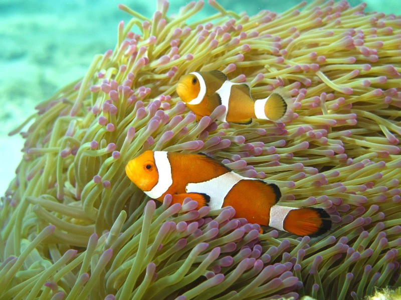 onderwaterwereld perhentian