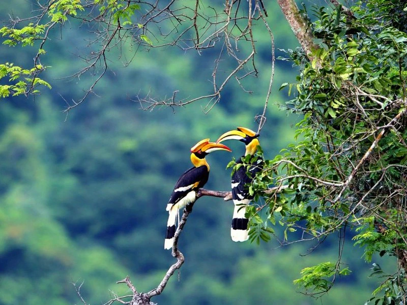 Tiban neushoornvogels