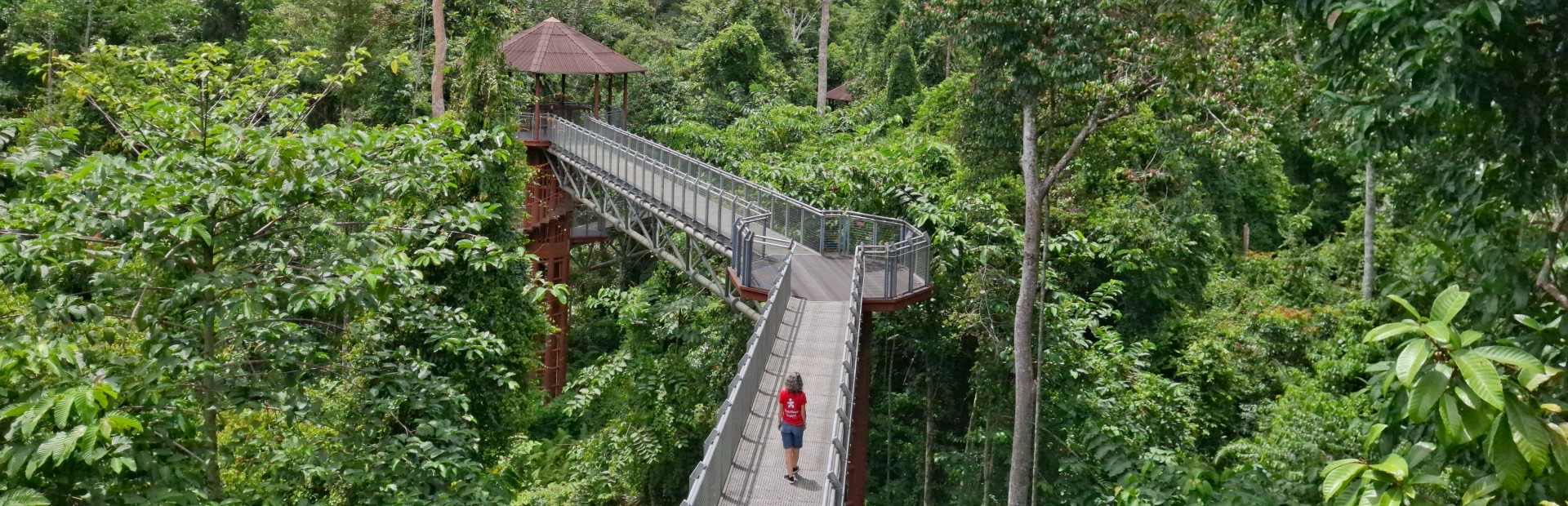 canopy walk merapoh