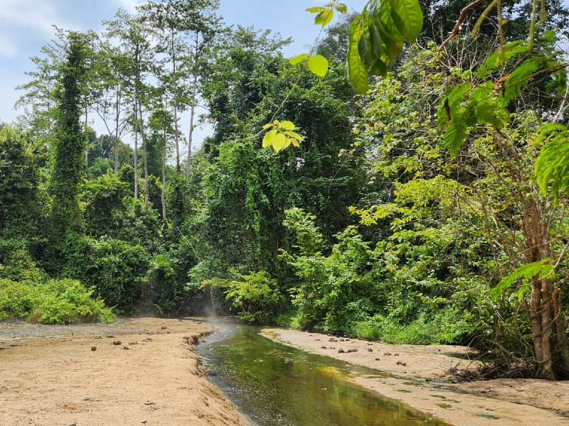 Ulu Muda forest reserve