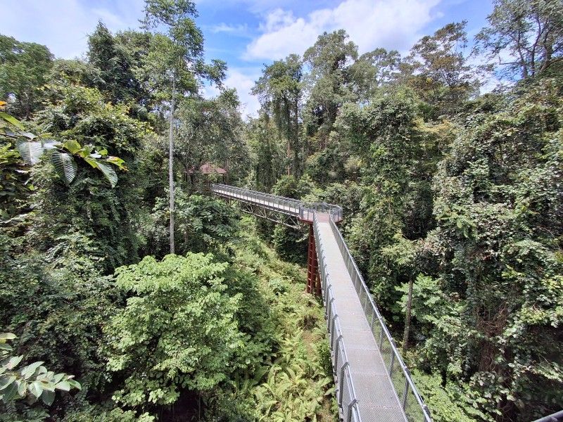 canopy walk
