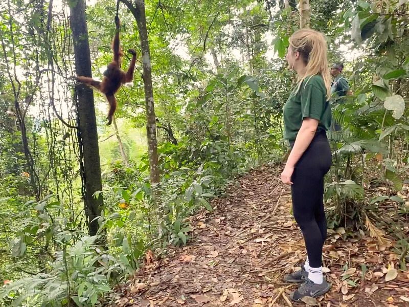 Sumatra - Bukit Lawang -Orang oetan