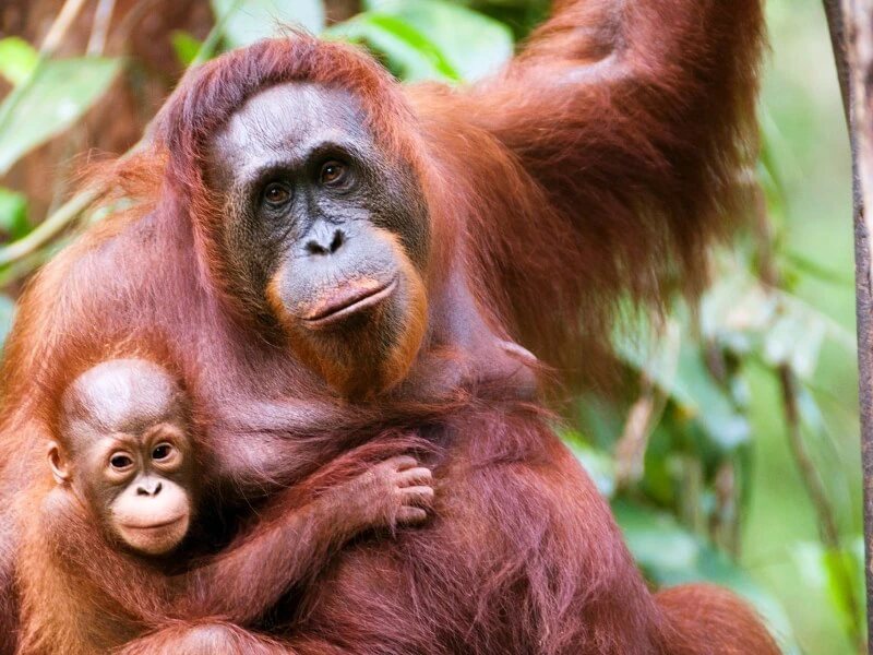 Indonesia - Sumatra - orang oetan