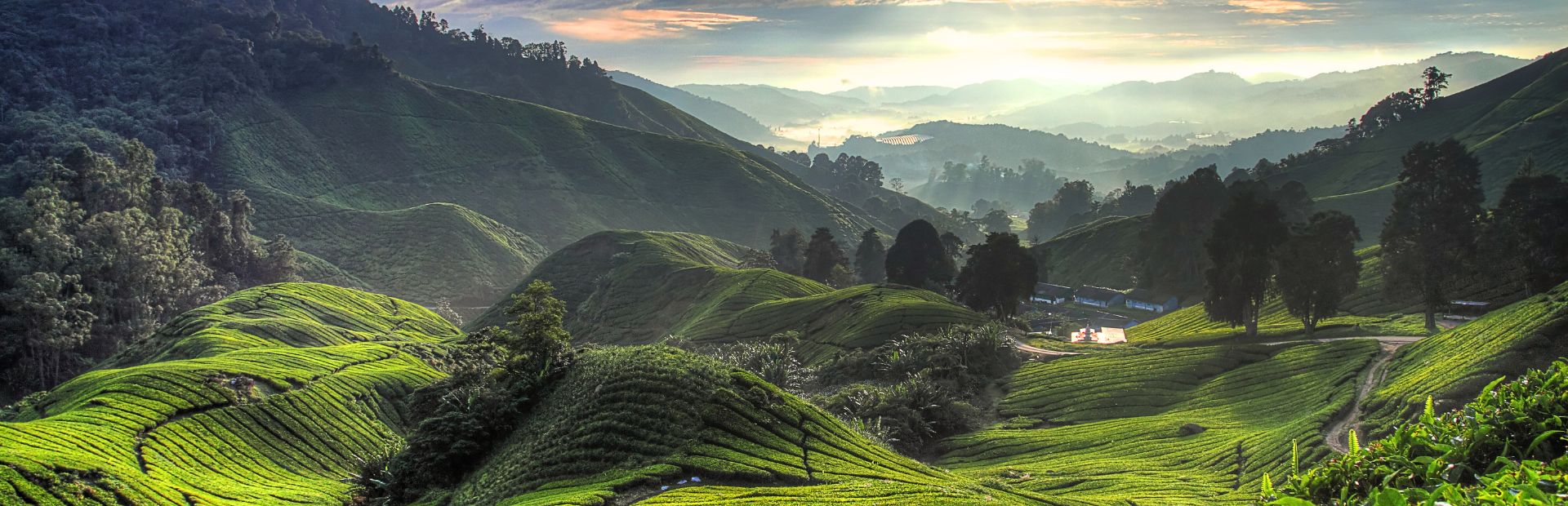 Malaysia - Cameron Highlands - Tea