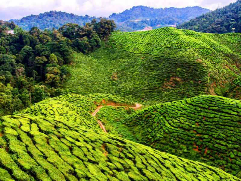 Malaysia - Cameron Highlands - Tea